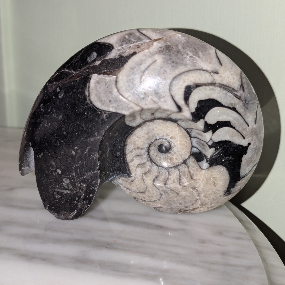 Black and Gray Fossilized Ammonite Sculpture